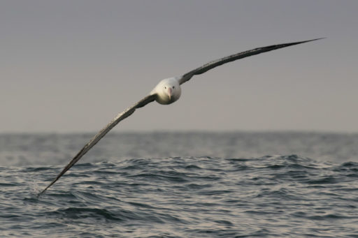 Antipodean Gibsons Albatross &copy; Stephanie & Oli Prince