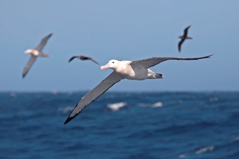Wandering albatross