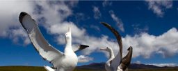 Wandering Albatross on Marion Island &copy; Otto